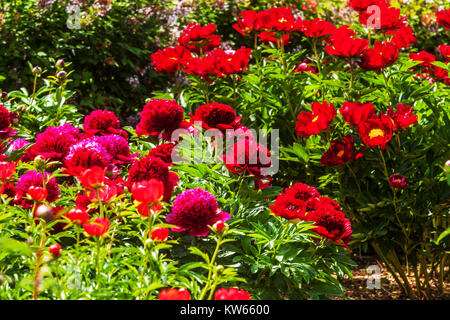 Red peonies garden, Peony, Paeonia lactiflora, Beautiful flower garden Stock Photo