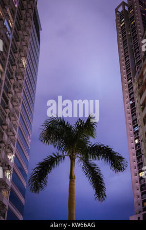 A palm tree between two large apartment blocks in Tin Hau, Hong Kong. Stock Photo