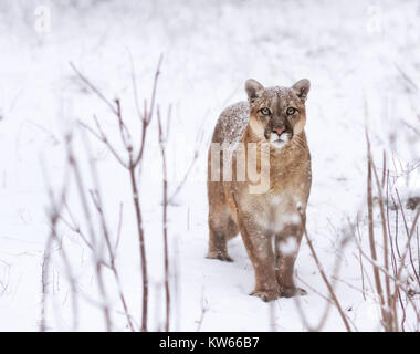 Puma in the woods, Mountain Lion look, single cat on snow. eyes of a predator Stock Photo