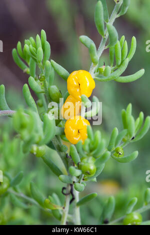 Ruby Saltbush (Enchylaena tomentosa) fruiting. Entwood Sanctuary. Sandleton. Murraylands. South Australia. Australia. Stock Photo