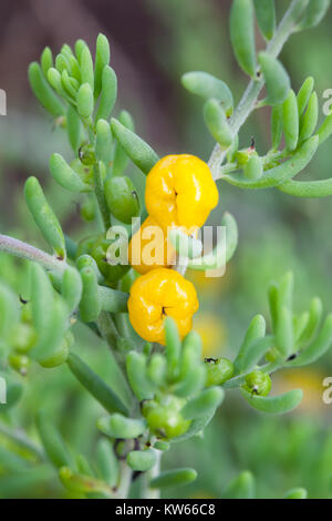 Ruby Saltbush (Enchylaena tomentosa) fruiting. Entwood Sanctuary. Sandleton. Murraylands. South Australia. Australia. Stock Photo