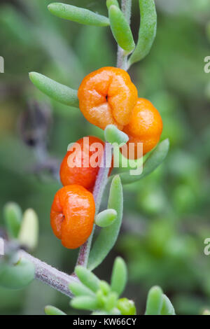 Ruby Saltbush (Enchylaena tomentosa) fruiting. Entwood Sanctuary. Sandleton. Murraylands. South Australia. Australia. Stock Photo