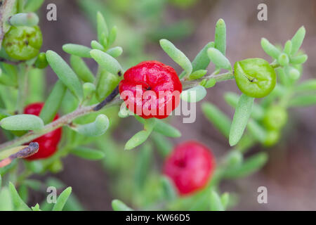 Ruby Saltbush (Enchylaena tomentosa) fruiting. Entwood Sanctuary. Sandleton. Murraylands. South Australia. Australia. Stock Photo