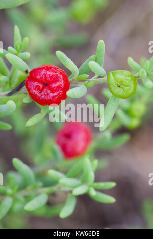 Ruby Saltbush (Enchylaena tomentosa) fruiting. Entwood Sanctuary. Sandleton. Murraylands. South Australia. Australia. Stock Photo