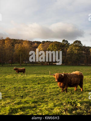 Highland cows on Farmland in Dollar, Clackmannanshire, Scotland, Nov 2017 Stock Photo