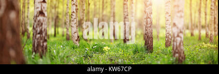 birch tree forest in morning Stock Photo