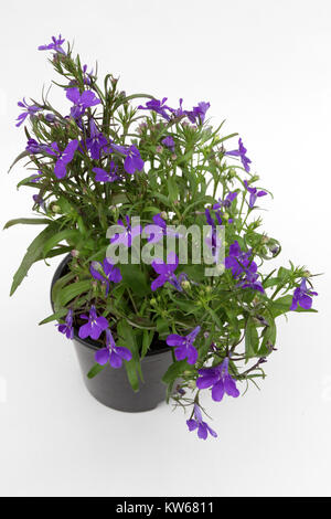 Lobelia. Blue Trailing Lobelia Sapphire flowers or Edging Lobelia, Garden Lobelia in pot on isolated white background. Floral pattern Stock Photo