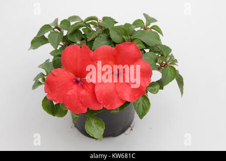 IMPATIENS. Impatiens glandulifera flowers isolated on white background. Impatiens flowers plant. Floral pattern. Stock Photo