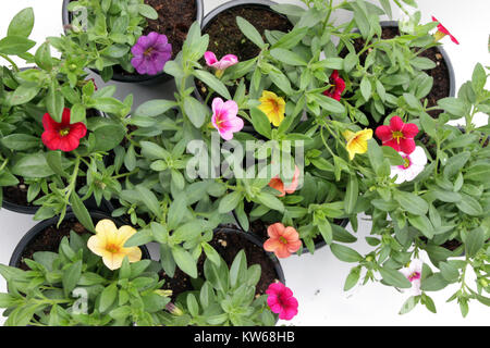 Petunia. Colorful variety of petunias in pots  isolated on white background. Floral pattern. Flowers background. Stock Photo