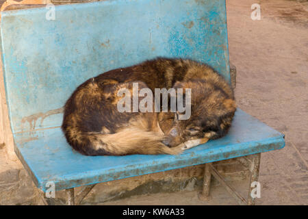 Street dog sleeping on public bench seat in Kathmandu Stock Photo