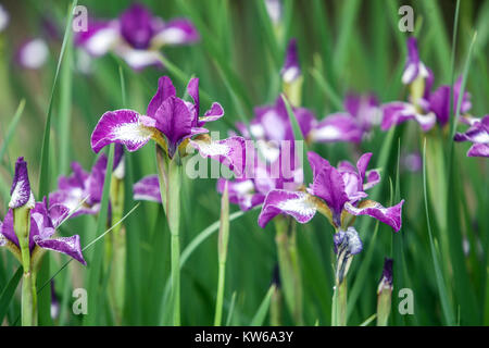 Iris sibirica 'Currier' Stock Photo