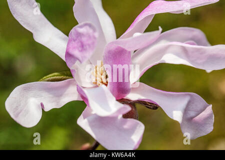 Magnolia x loebneri ' Leonard Messel ', close up flower Stock Photo