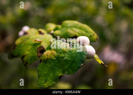 Close up of snowberries Stock Photo