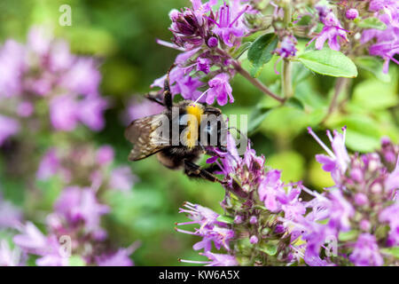 Thymus comosus and bumble-bee, Flower bokeh