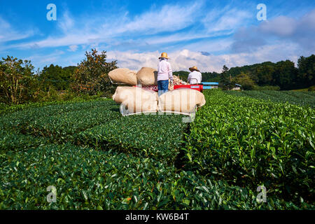 Japan, Honshu, Shizuoka, tea fields and Mount Fuji Stock Photo