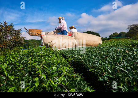 Japan, Honshu, Shizuoka, tea fields and Mount Fuji Stock Photo