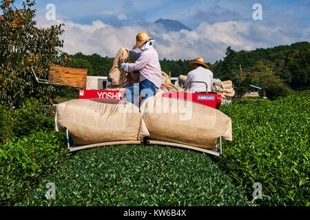 Japan, Honshu, Shizuoka, tea fields and Mount Fuji Stock Photo