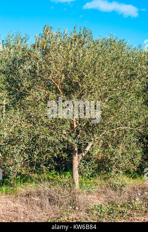 young olive tree in an olive field, Santpedor, Catalonia, Spain Stock Photo