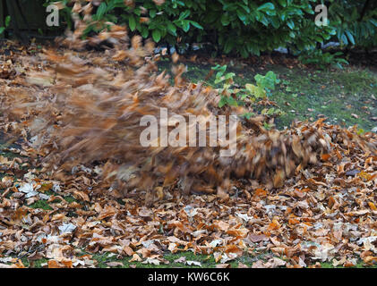 Autumn leaves caught in mid-air blowing in the wind from a leaf blower Stock Photo