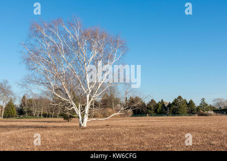 beautiful deciduous tree in a brown field Stock Photo
