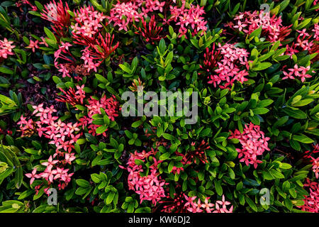 Many red flowers in top view of bush in summer Stock Photo