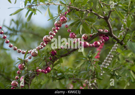 Mardi Gras in New Orleans, strings of beads hanging in trees Stock Photo