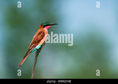 Southern carmine bee-eater in Kruger National park, South Africa ;Specie Merops nubicoides family of Meropidae Stock Photo