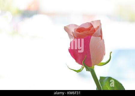 A pink rose beautifully flawed with deep pink stripes against a sunny background. Stock Photo