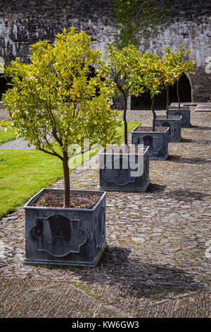 A row of mature orange trees bearing fruit in square leadwork containers Stock Photo