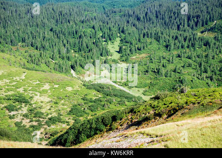 Coniferous forests of the Carpathian mountains valley (Ukraine, Carpathians, Dragobrat) Stock Photo