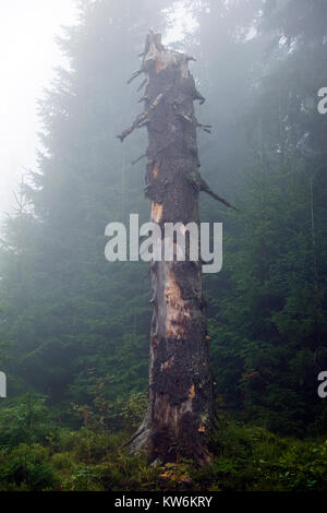Dry broken off trunk of the old tree is shrouded in mist (Ukraine, Carpathians, Dragobrat) Stock Photo