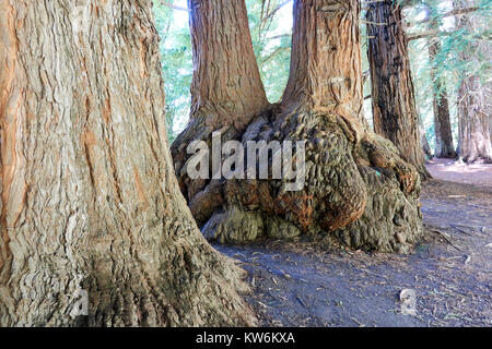 A Grove of California Redwoods planted in Warburton, Australia a very long time ago! Stock Photo