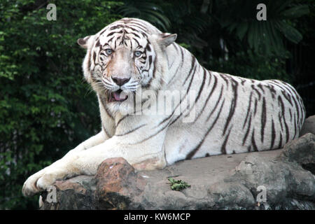 White tiger on the big stone in forest Stock Photo