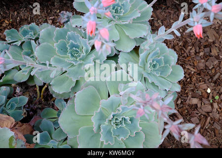 Echeveria Curly Locks drought resistant grey leaved plant in flower with pink flowers growing in a garden Los Angeles, LA California USA  KATHY DEWITT