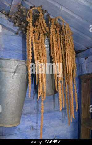Dried Amaranthus (common tumbleweed) on Display Hanging in the Potting Shed at RHS Garden, Harlow Carr, Harrogate, Yorkshire. UK.