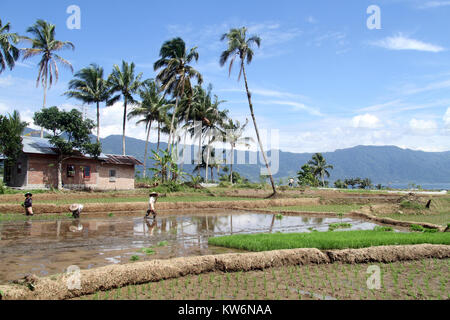 Workers on the rice field near lake Maninjau in Indonesia Stock Photo