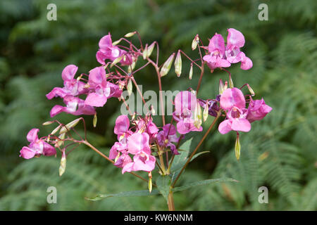 Indisches Springkraut, Drüsiges Springkraut, Impatiens glandulifera, Himalayan Balsam, Policeman`s Helmet Stock Photo