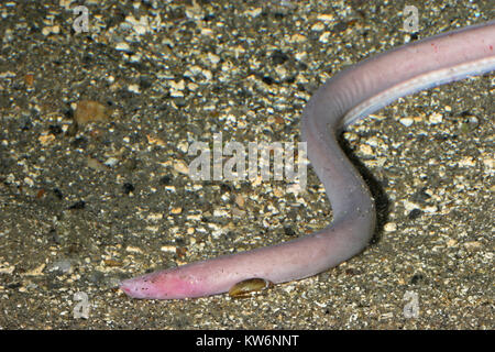 hagfish (Myxine glutinosa Stock Photo - Alamy