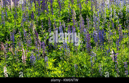 Lupinos /chochos, flores /flowers Stock Photo