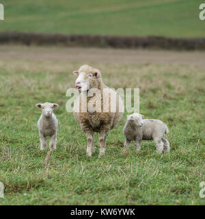 sheep with twin lambs Stock Photo