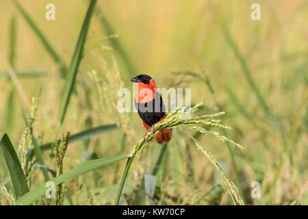 northern red bishop Euplectes franciscanus adult male perched on grass stem, Gambia Stock Photo