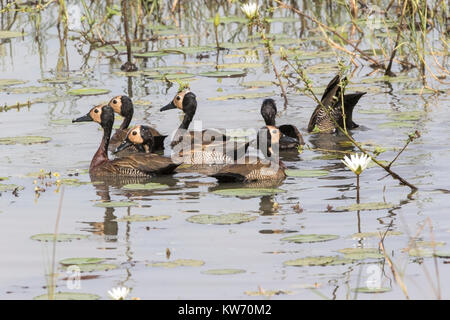 white-faced whistling duck Dendrocygna viduata flock of birds swimming on pool, Gambia Stock Photo