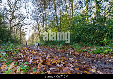Man walking with his Whippet puppy along a forest track in Sherwood forest, Nottinghamshire. Stock Photo