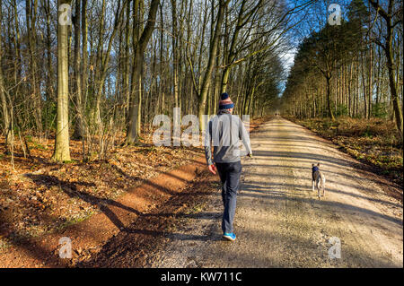 Man walking with his Whippet puppy along a forest track in Sherwood forest, Nottinghamshire. Stock Photo