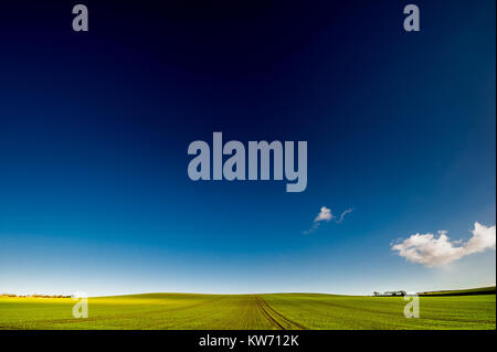Big sky over a field of winter barley. Stock Photo