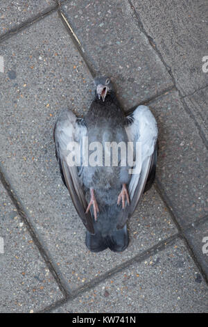 A pigeon lies on its back on concrete paving. The pigeon is dead but looks like it is laughing. Stock Photo