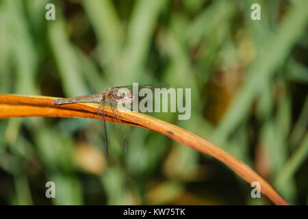 A dragonfly perched on a plant. The dragonfly is a brown hawker. Stock Photo