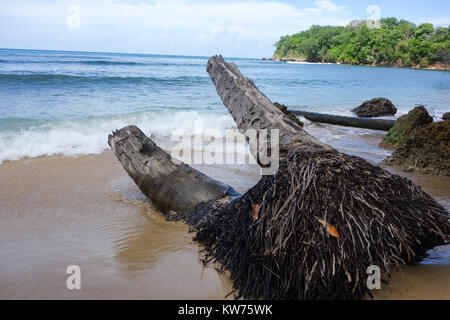 coconut stem on the carribean beach Stock Photo