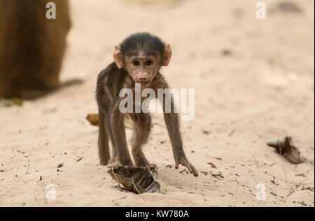 Guinea baboon Papio papio, baby playing on sand in forest, Gambia, west Africa Stock Photo