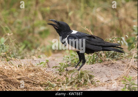 pied crow Corvus albus adult walking on ground, Gambia, west Africa Stock Photo